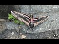 UK’s biggest moth -the privet hawk moth,in my garden