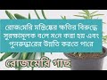 রোজমেরি গাছের উপকারিতা | মধুর রহস্য ফাঁস