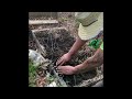 Quick video on planting #asparagus spears so you can have a #perennial producing food for 20 years