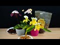 What is the best Potting Mix for your Orchid? - Learn about Orchid Media! Orchid Care for Beginners