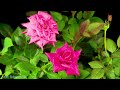The Most Beautiful Flowers Collection 8k Ultra HD / 8K TV - Relax with the Sounds of Nature
