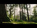 Birdsong Ambiance - Nature Sounds-Relaxing Bird Sounds for Sleeping-Calming Birds Chirping Ambience