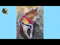 Shiba Inu Funny Videos Compilation 2020 | Try Not To Laugh