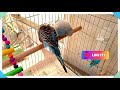 Unboxing bird cage // Setting Up a home for Budgies