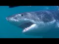 Great White Sharks @ Dyer Island Gansbay South-Africa