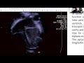 Neonatal Echocardiography - Apical views