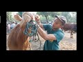 20-30 JT an  sapi qurban PH Kediri Jatim