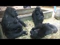 Gorilla Baby - One week old - Artis