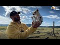 Snarling Rescue Chihuahua Becomes A Daddy's Boy  | Ruff Life With Lee Asher