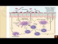 Inflammatory bowel disease pathogenesis - Dr.V.Shanthi