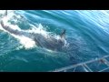 Great White Shark Gansbaai 2009 filmed from the boat