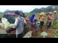 Tanam jagung Dengan Metode 6:1, Ternyata Bisa Panen 72 Ton