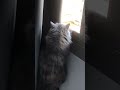 Cat tries to fight with bird through window
