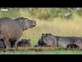 One Hour Of Your Favourite BBC Earth Moments | BBC Earth