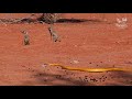 Venomous yellow Cape cobra in the Kalahari desert, cobra vs meerkats