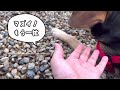 【ネクスガード】ゴン太の嫌いなお薬を飲んでもらうための主の挑戦　#ビーグル犬 #奄美大島 #いぬ