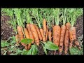 Super lazy carrots. Sow & Forget. - Allotment Carrots - How to grow Carrots.