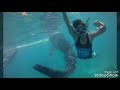 Whale Shark Oslob Cebu
