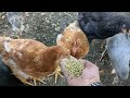 DIY How To Hand Feed Chickens!!! WOW!