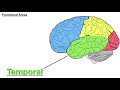 Lobes of the Brain: Cerebrum Anatomy and Function [Cerebral Cortex]