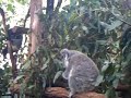 Koala walking.avi