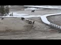 Scary, Large Pack Of Wolves At Yellowstone National Park, Old Faithful