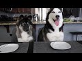 Will My Huskies Eat Their Fruits & Veggies?