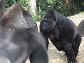 Komomo is Momoko’s waist bag Gorilla at Ueno Zoo　コモモ、ウエストバッグ　上野動物園のゴリラ