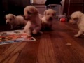 Maltese Westie Mixed Puppies