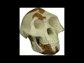 Jschlatt teaches you about Australopithecus