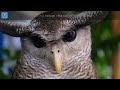 (4K) Breathtaking Colorful Birds of the Rainforest - 1HR Wildlife Nature Film + Jungle Sounds in UHD