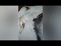 Creating Art: Dog Portrait Painting