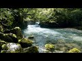 🎧 Peaceful Forest River | Beautiful 4K Nature Scene with Relaxing Ambience