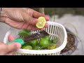 The technique of propagating lemon trees from branches is simple to quickly produce many fruits