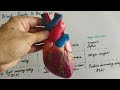 Blood Supply of the Heart (Coronary Circulation)  Part 02 Urdu/Hindi