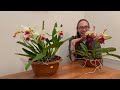 Summer blooming Cattleyas: dowiana and rex | Care Advice | show & tell