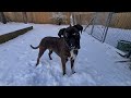 Boxer Rex and Sammie LOVE THE SNOW!!!! 😁And Why I Don't Let My Boxers Play Rough Anymore (As Much)