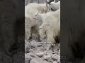 Better than a multivitamin! Mountain goats know how to cure a stomach ache