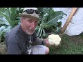 Tips on Growing Cauliflower