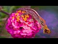 Florida Butterflies