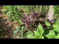 Food Forest Garden: Before & After—Only 2 Months!