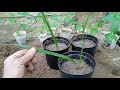 How to Transplant Palm Seedlings