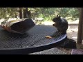 California rock squirrel at Yosemite National Park
