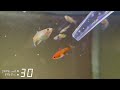 How To Culture Daphnia Ecosystem in a Jar UPDATE & Live Feeding! 🐟 #aquarium #guppy #fishtank