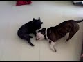 Marcus the Bulldog and Souki Dog Fight