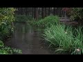 The beautiful little river is raining(166) , sleep, relax, meditate, study, work, ASMR