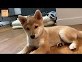 (ENG Sub) Dog Reaction to Fire Alarm