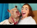 Best dog videos of the decade 🤣 Funny Dog and Human
