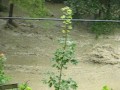 Our back field during Hurricane Irene - South Newfane, Vermont