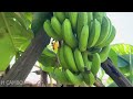 New idea: to propagating bananas with coca cola, get fast fruits in a short time
